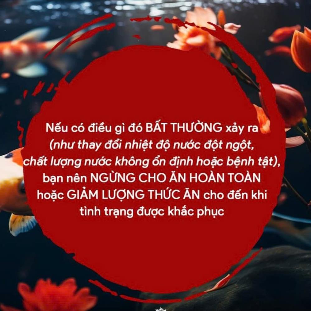 Aqua Koi – Lựa chọn lý tưởng giúp cá Koi tăng trưởng vượt trội, duy trì sắc màu tươi sáng và sức khỏe mạnh mẽ dài lâu.2136572