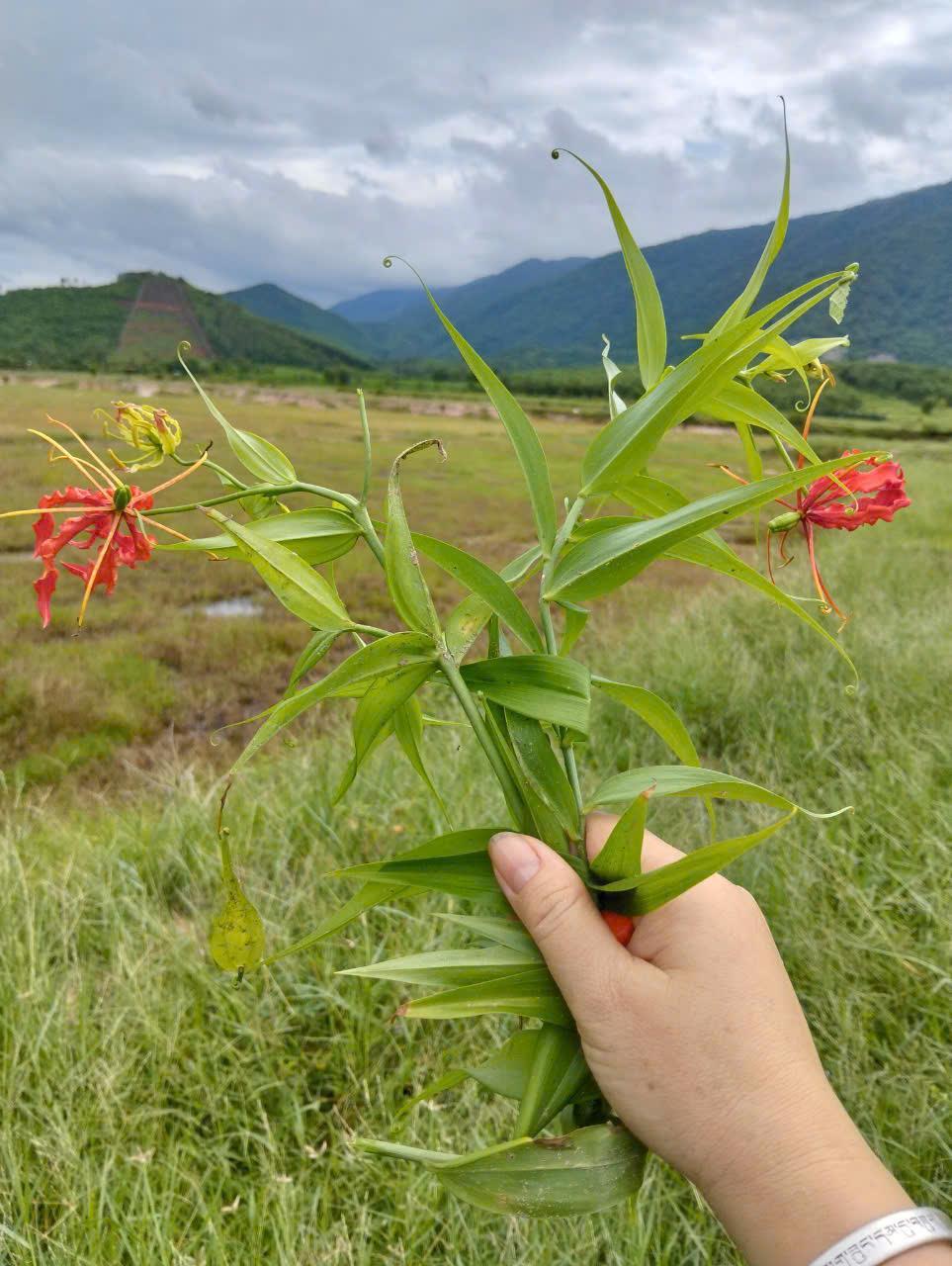 Đất Đẹp - Giá Tốt - Chính Chủ Cần Bán Lô Đất Vị Trí Đẹp Tại Xã  Ninh Hưng - Ninh Hòa, Khánh Hòa2102763