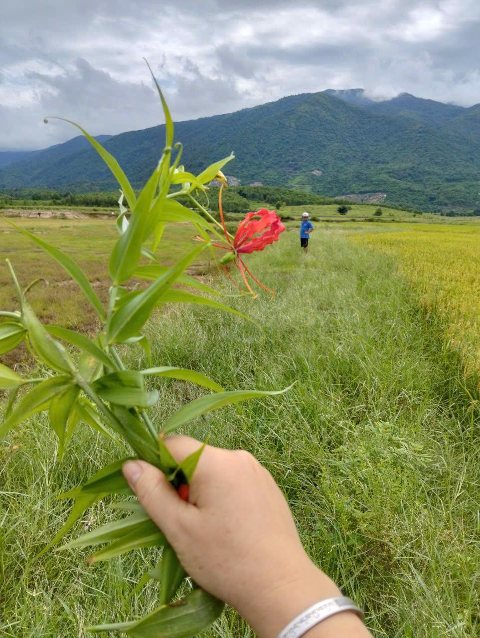 Đất Đẹp - Giá Tốt - Chính Chủ Cần Bán Lô Đất Vị Trí Đẹp Tại Xã  Ninh Hưng - Ninh Hòa, Khánh Hòa2102767