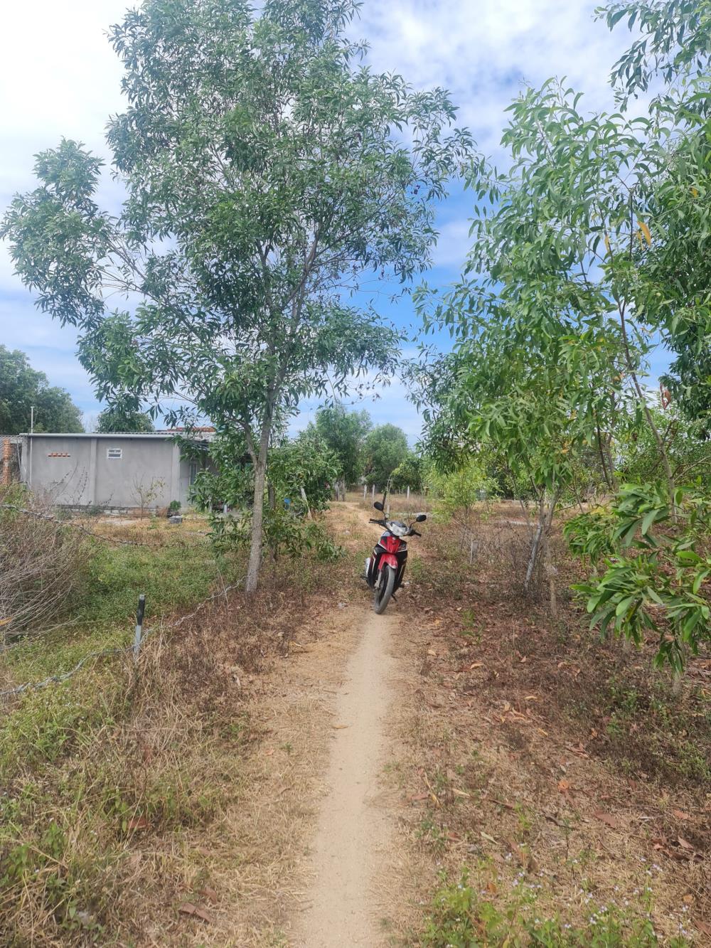 Bán đất thổ cư Tân Phước, thị xã LaGi gần Biển Cam Bình giá rẻ 870 triệu2546227