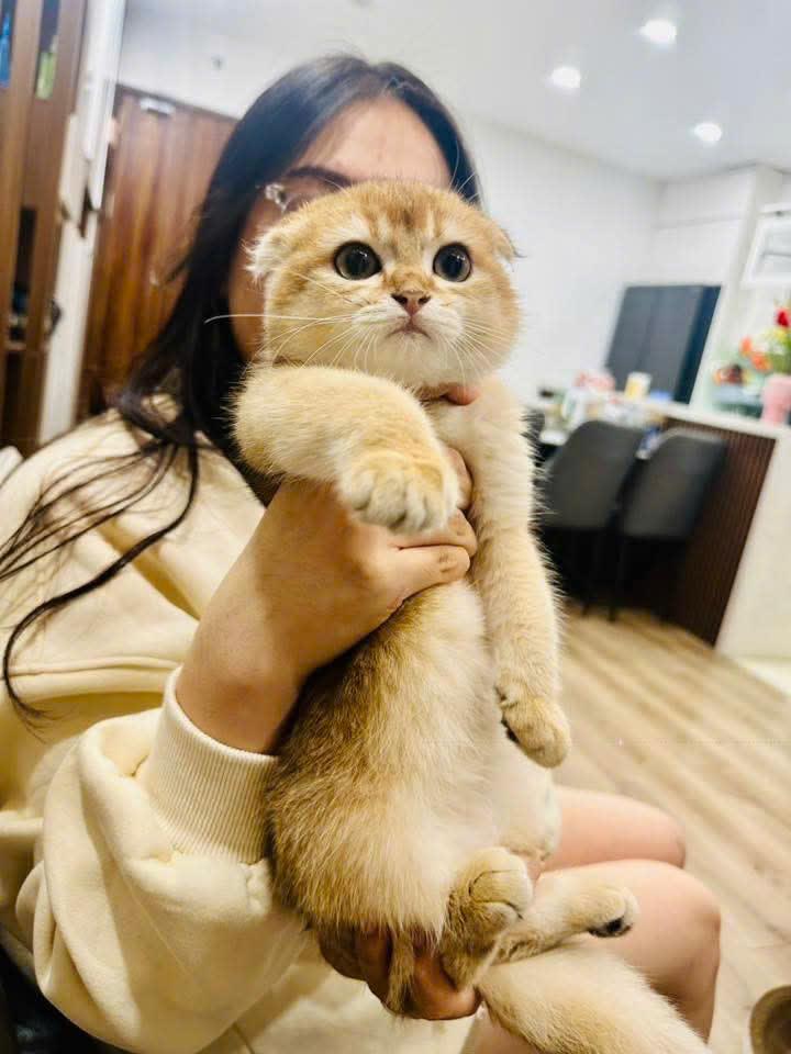 CẦN TÌM 1 BẠN NỮ Ở GHÉP TẠI CĂN HỘ 3 PHÒNG NGỦ TẠI ANLAND HÀ ĐÔNG- HÀ NỘI2536349
