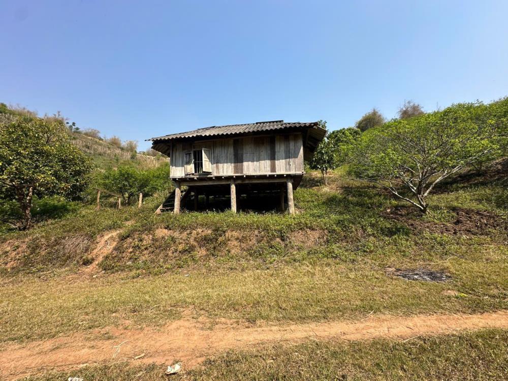 Đất đồi trồng Mận tại Mộc Châu cần bán, diện tích 3 héc ta gần trung tâm du lịch, giá đầu tư.2398891