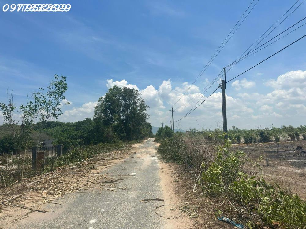 Đất ngộp mặt tiền Lý Nam Đế - Tân Phước - TX laGi chỉ 100tr/m ngang2494905