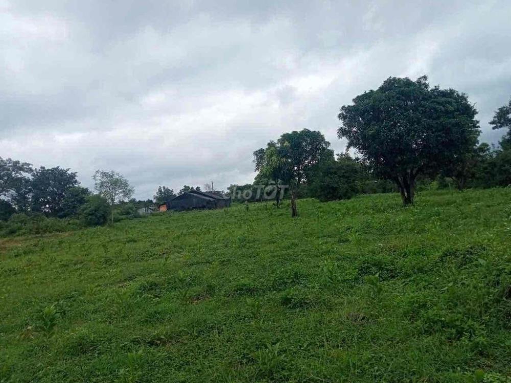 Cần Bán Đất Rẫy 50000m2 Tại Buôn Đôn - Đắk LắK2567592