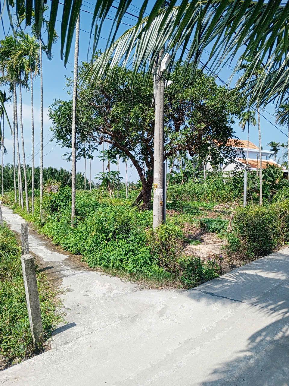 Chủ kẹt tiền cần bán lô đất tại MT đường DX 017 có 1000 m² đất ở., Cẩm Thanh giá 18 tỷ2605852