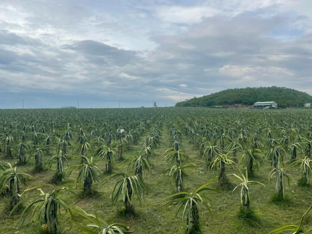 Bán vườn thanh long ruột đỏ, Khu vực đá quý Xã Hồng Liêm, Huyện Hàm Thuận Bắc, Bình Thuận2428572