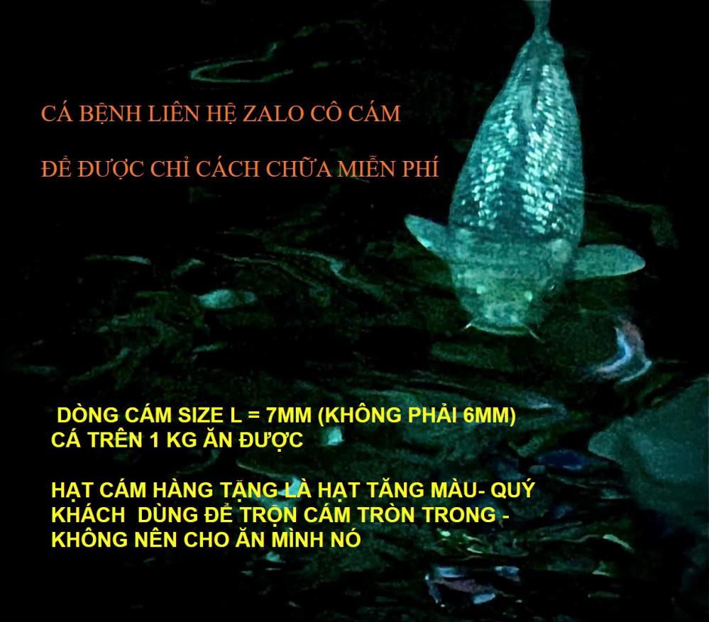 AQUA KOI – CHÌA KHÓA VÀNG CHO HỒ KOI ĐỈNH CAO!2484334
