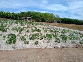 CHÍNH CHỦ CẦN BÁN ĐẤT TẠI XÃ CHƠN THÀNH- TỈNH BÌNH PHƯỚC2451606