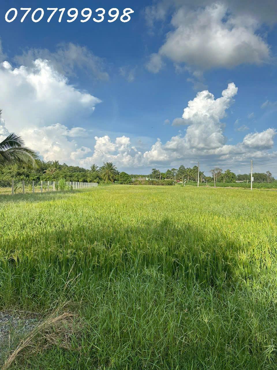 Chính chủ cần bán 4.000m2 đất lúa tại Trí Bình, Châu Thành, Tây Ninh, giá 6,8 tỷ2456486