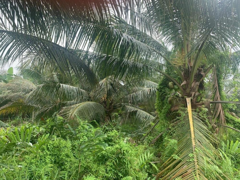 LÔ ĐẤT VỊ TRÍ ĐẸP - ĐẦU TƯ SINH LỜI - Cần Bán Đất Xã Phương Thạnh, Càng Long, Trà Vinh2612093