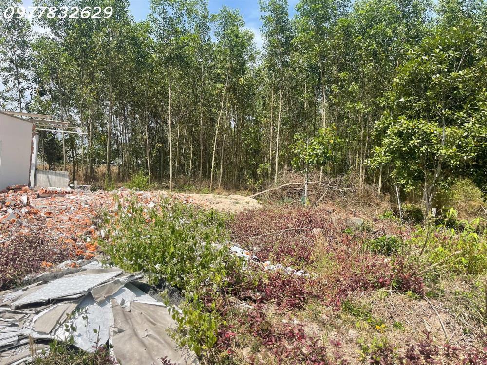 Đất Khu Phố 8, Tân An, Lagi: 91m², Thổ Cư 40m², Ô Tô Tận Nơi, Giá 595 Triệu2470677