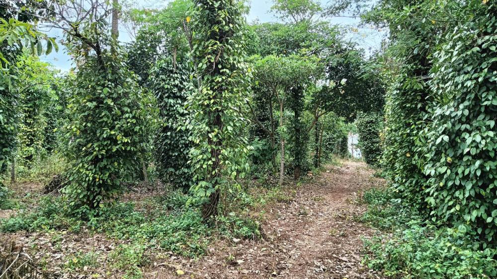 CHÍNH CHỦ CẦN BÁN 4,4 xào rẫy tại Hòa Xuân _Thành Phố Buôn Mê Thuột -Tỉnh Đắk Lắk2465575