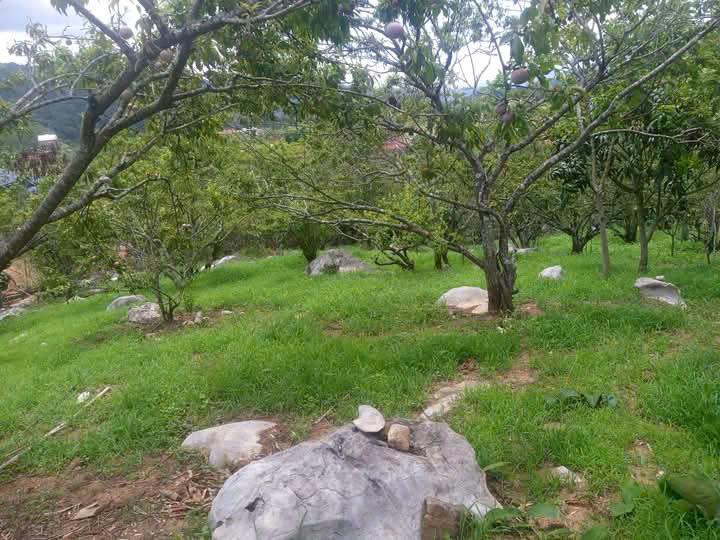Bán Đất View Đẹp Tại Khu Du Lịch Cộng Đồng Tổ Vặt Hồng, P. Mường Sang, TX Mộc Châu2365754