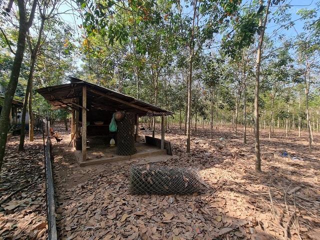 Bán đất Long Nguyên, Bàu Bàng 11,000m2 gần chợ Bến Cát, tiện làm nhà vườn, nhà xưởng, công xưởng2519606