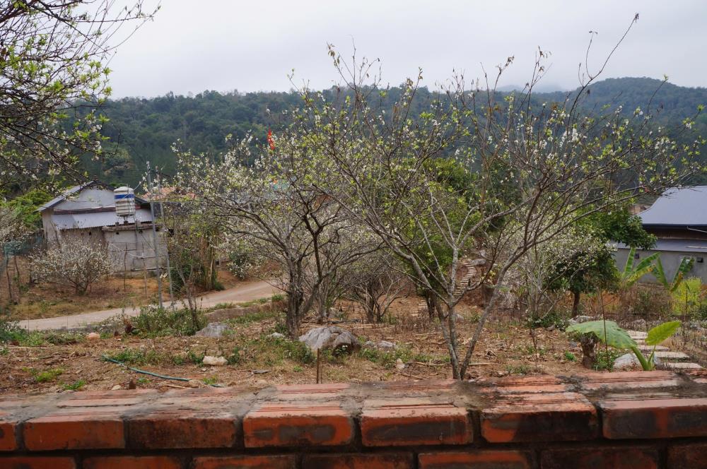 Bán Đất View Đẹp Tại Khu Du Lịch Cộng Đồng Tổ Vặt Hồng, P. Mường Sang, TX Mộc Châu2390122