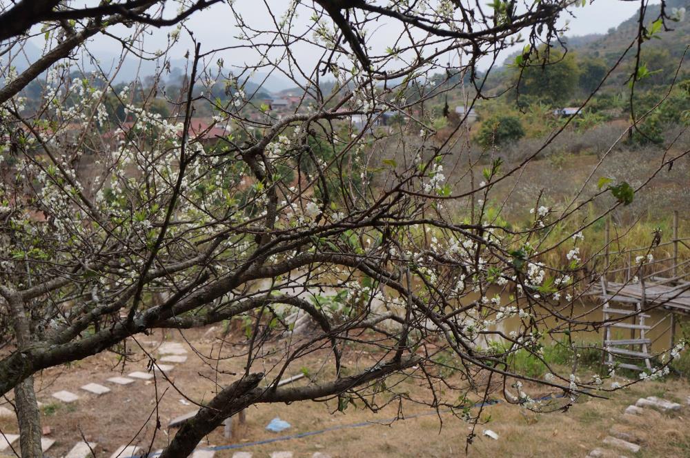 Bán Đất View Đẹp Tại Khu Du Lịch Cộng Đồng Tổ Vặt Hồng, P. Mường Sang, TX Mộc Châu2390121