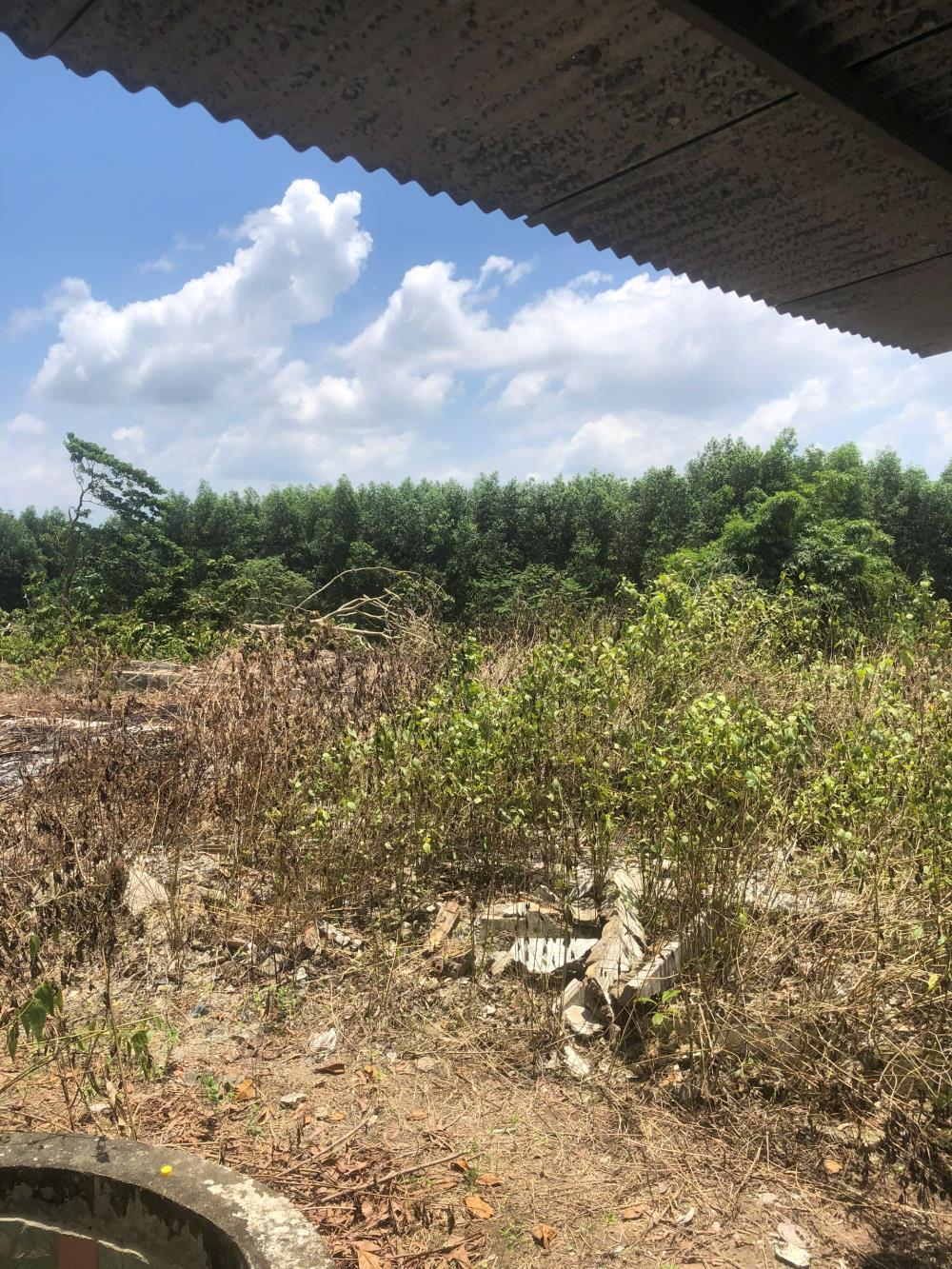 Cần Bán 9898m2 Đất Chính Chủ Tại Ấp 3, xã Phước Bình, Huyện Long Thành, Đồng Nai, Giá Chỉ 20 tỷ.2588241