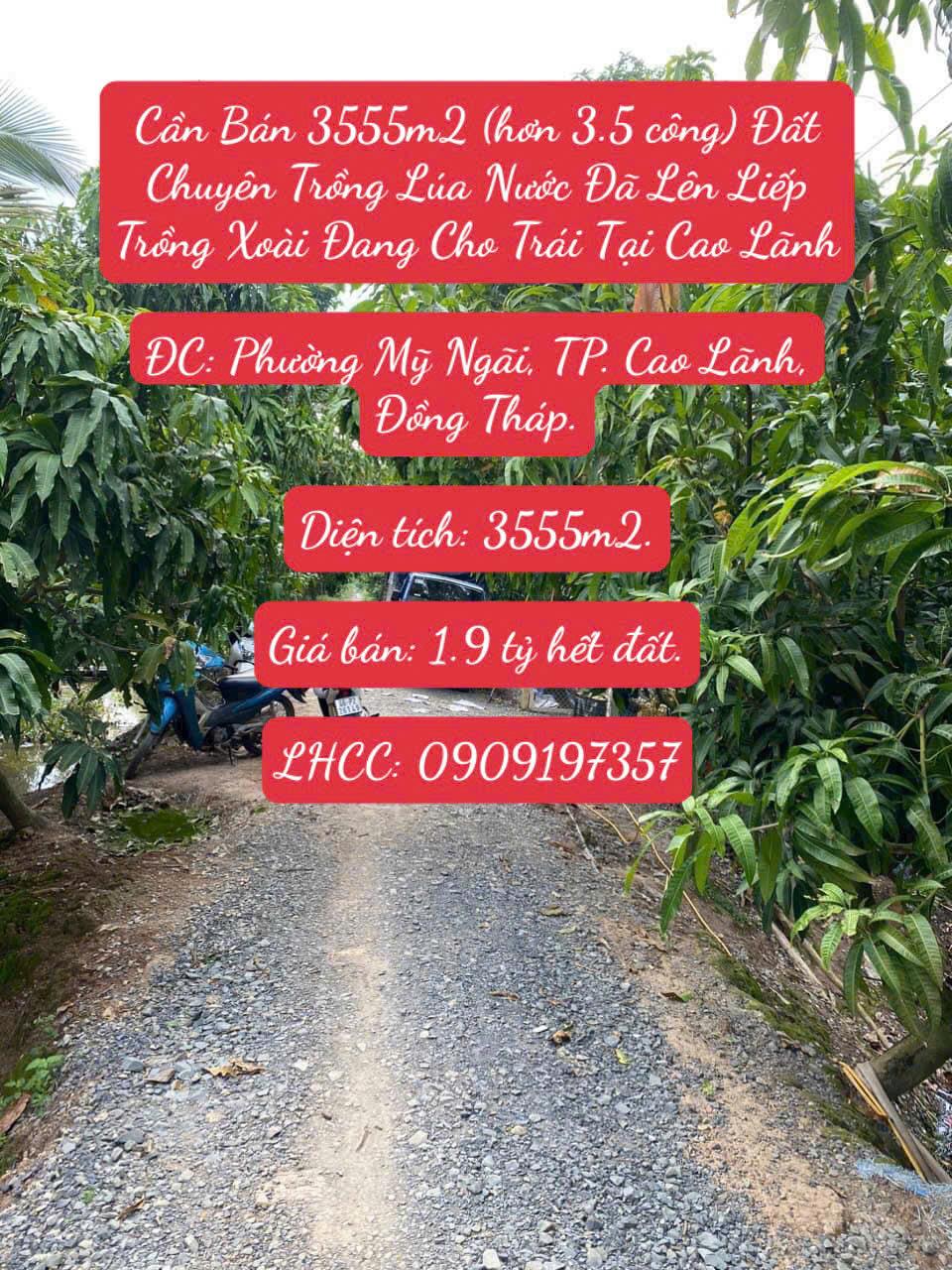 Bán 3555m2 (hơn 3.5 công) Đất Chuyên Trồng Lúa Nước Đã Lên Liếp Trồng Xoài Đang Cho Trái Cao Lãnh2361321