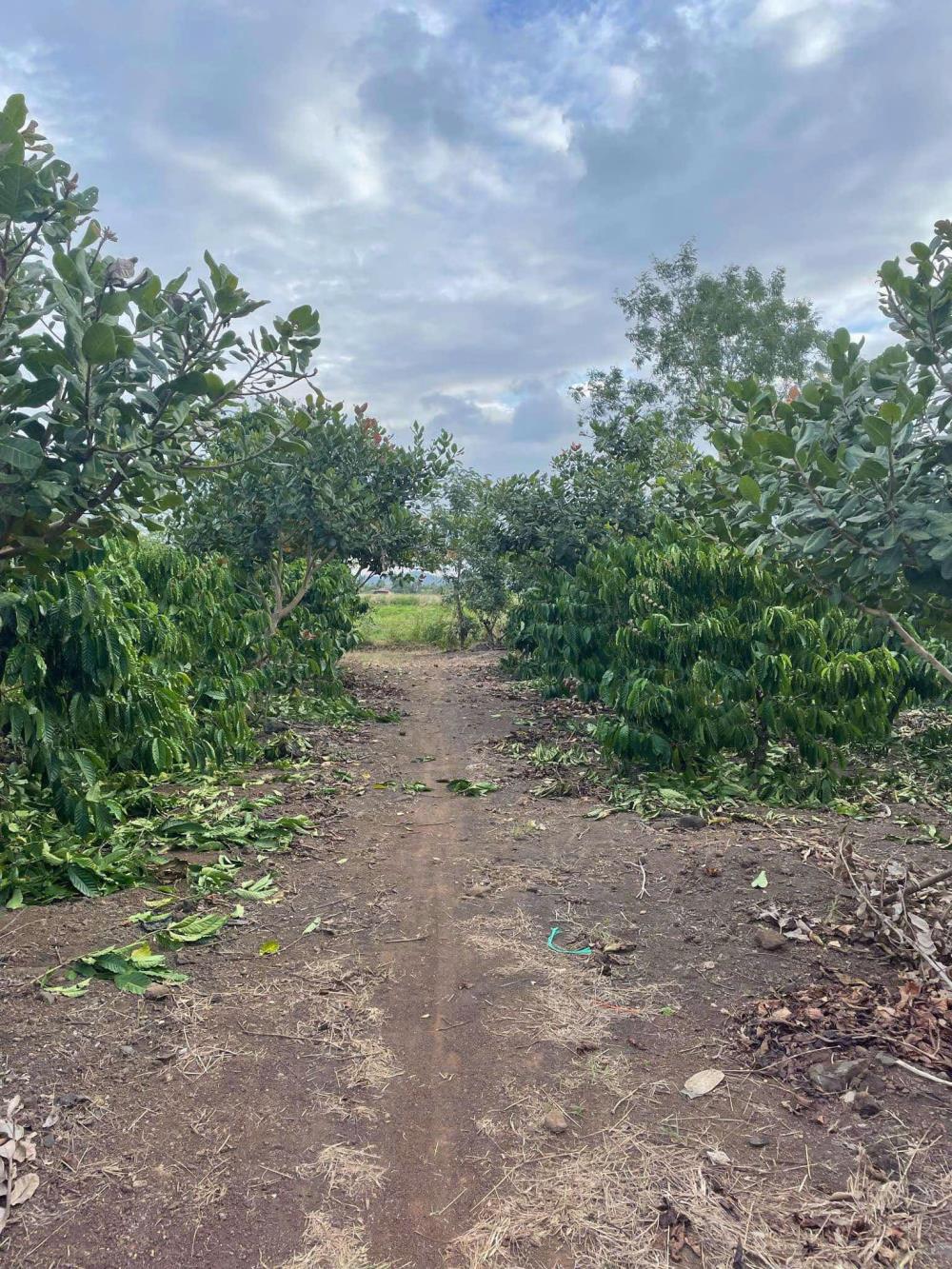 Qúa rẻ 1,1ha đất Hòa Khánh- Buôn Ma Thuột sẵn nguồn cà phê, tiêu cho thu ổn định2437694