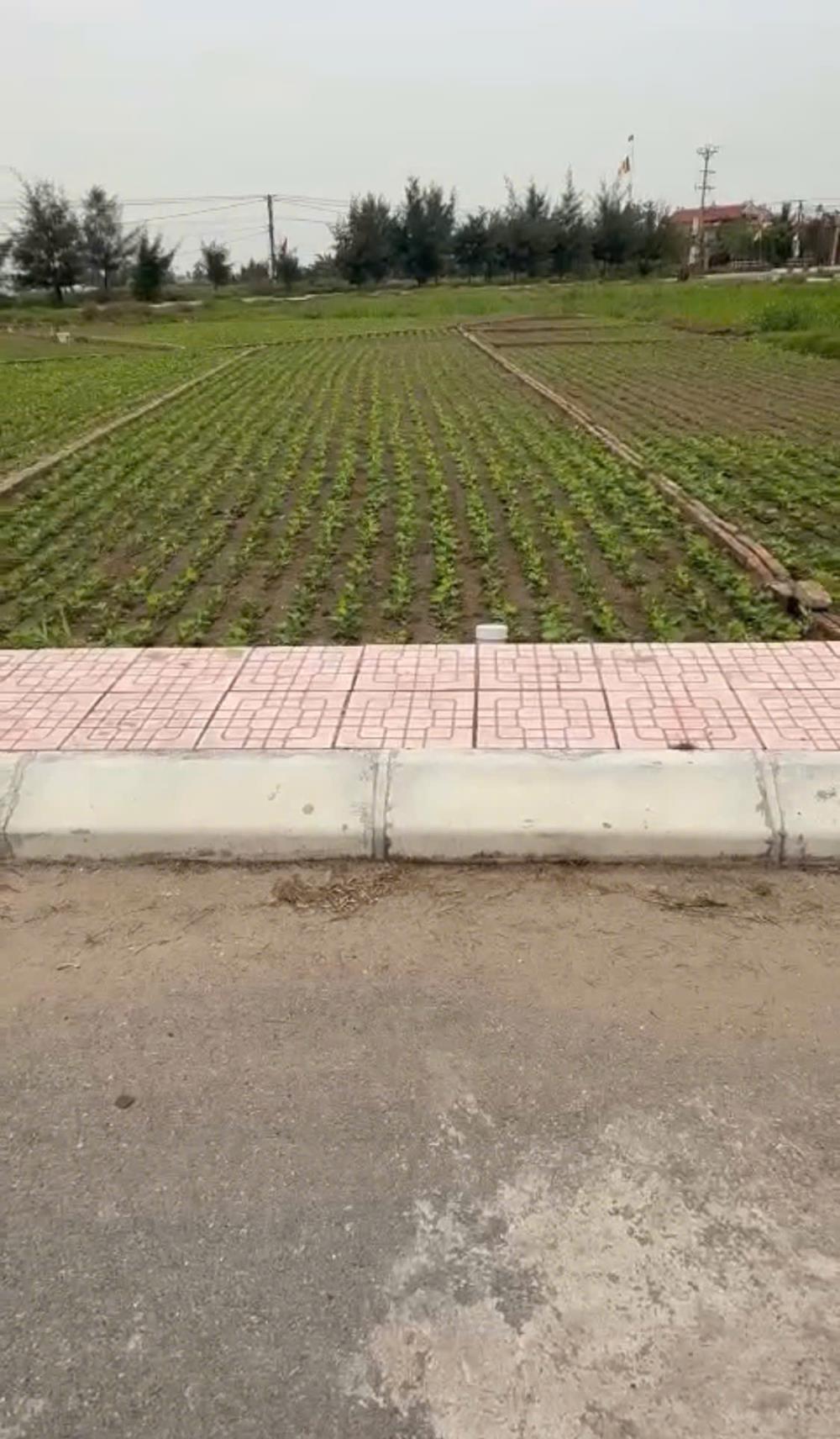 Chủ cần tiền bán đất ven biển Quất Lâm2607218