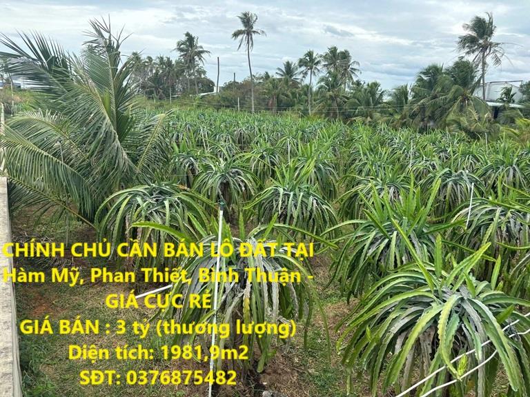 CHÍNH CHỦ CẦN BÁN LÔ ĐẤT TẠI Hàm Mỹ, Phan Thiết, Bình Thuận - GIÁ CỰC RẺ2488982