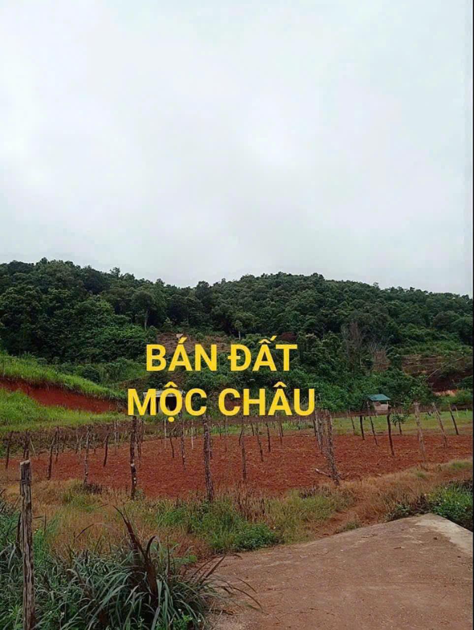 BÁN ĐẤT NGHỈ DƯỠNG, HOMESTAY TẠI  MỘC CHÂU – VỊ TRÍ VÀNG, GIÁ SIÊU TỐT! CHỈ 1,5tr/m22592747
