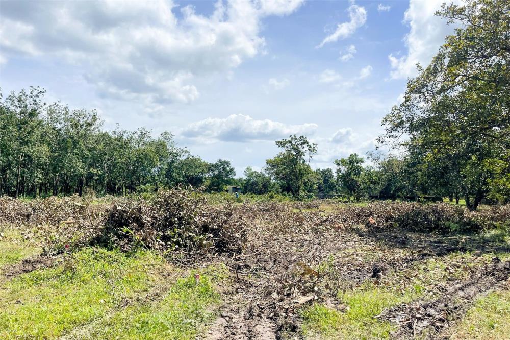 BÁN VƯỜN ĐIỀU 2,7 SÀO (2730M2) VIEW SÔNG DÂN THƯA, 200M RA NHỰA, CÔNG NGHIỆP GIÁ 190TR/S.2325839