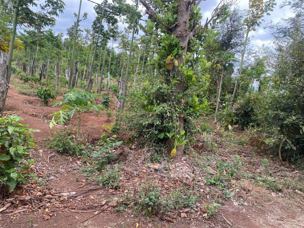 CHÍNH CHỦ CẦN BÁN GẤP LÔ ĐẤT VỊ TRÍ ĐẸP TẠI Thôn 2 xã eakao, Buôn Ma Thuột, Đắk Lắk2516423