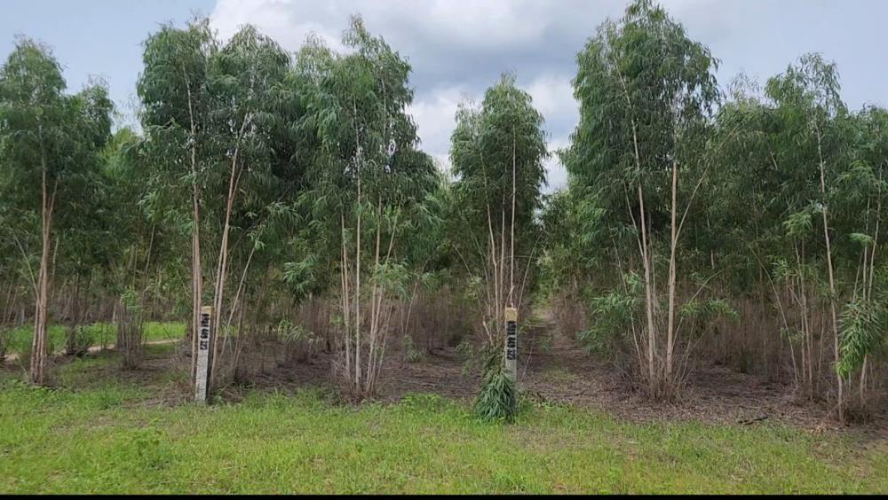 Chính Chủ Bán 2,263m2 Đất Bạch Đàn Tại Đường số 24, Xã Tân Xuân, Huyện Hàm Tân2509724