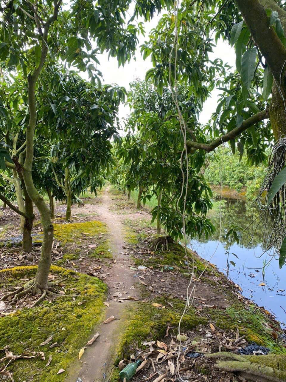 Bán 3555m2 (hơn 3.5 công) Đất Chuyên Trồng Lúa Nước Đã Lên Liếp Trồng Xoài Đang Cho Trái Cao Lãnh2361323