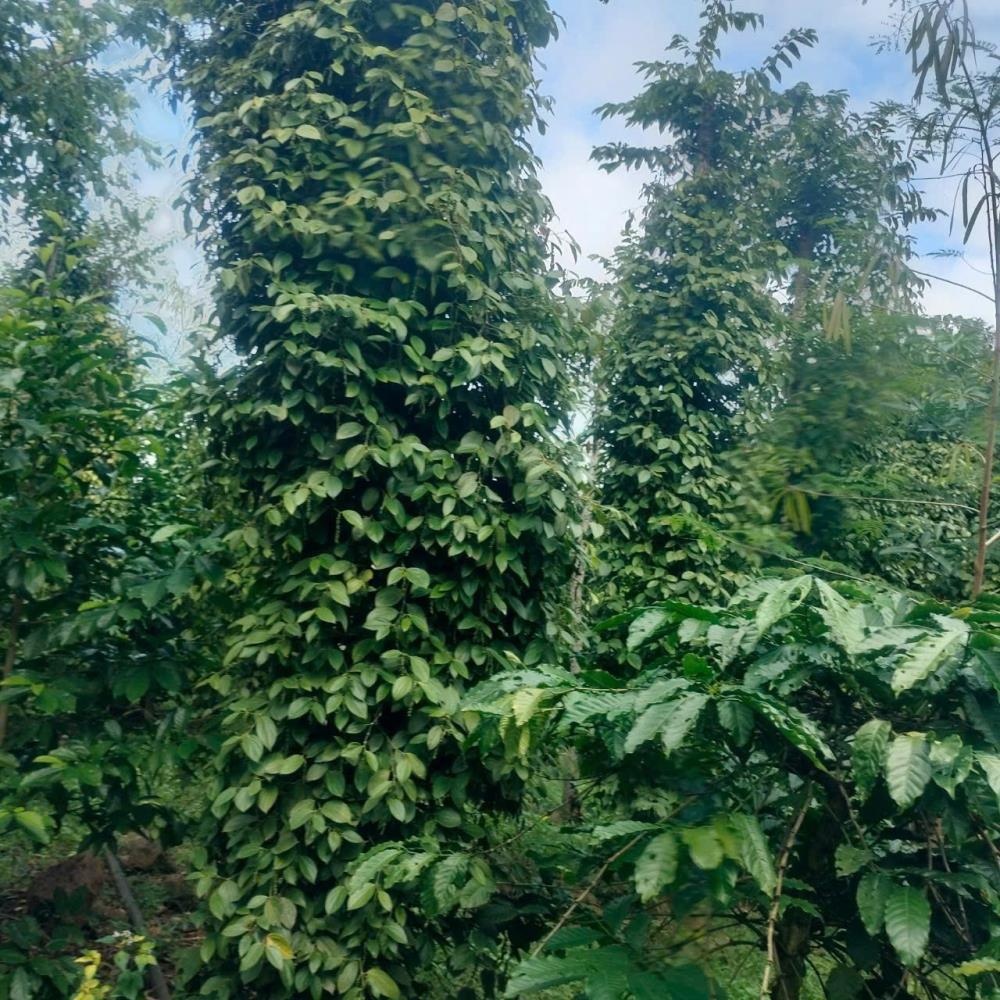 Bình Thuận-Buôn Hồ lô đất 3200m2 full tiêu và cà phê cho thu hoạch mạnh mặt tiền miên man 80m ngang giá chỉ 660tr2476746