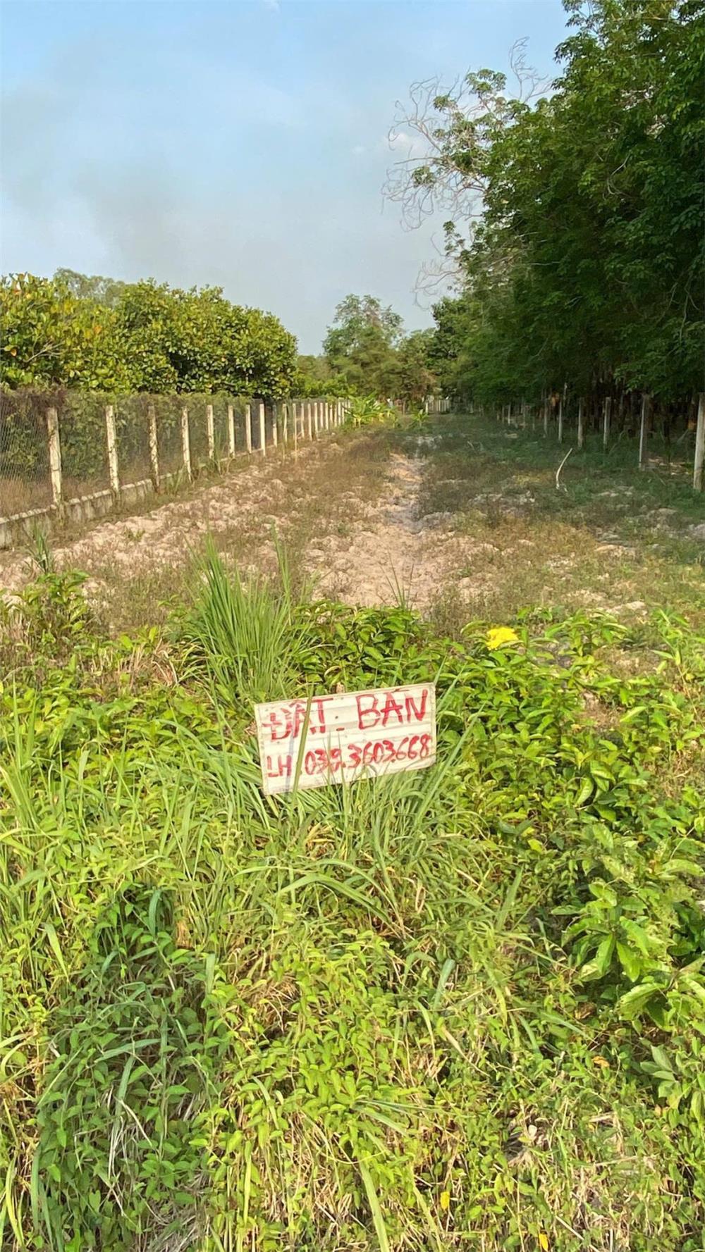 ĐẤT CHÍNH CHỦ - MẶT TIỀN Đường - Ấp Long Đại, Xã Long Vĩnh, Châu Thành - Tây Ninh2623490