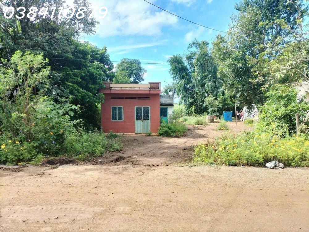 4 héc cao su đặc đang được đến thu mủ, 2 TỶ2565062