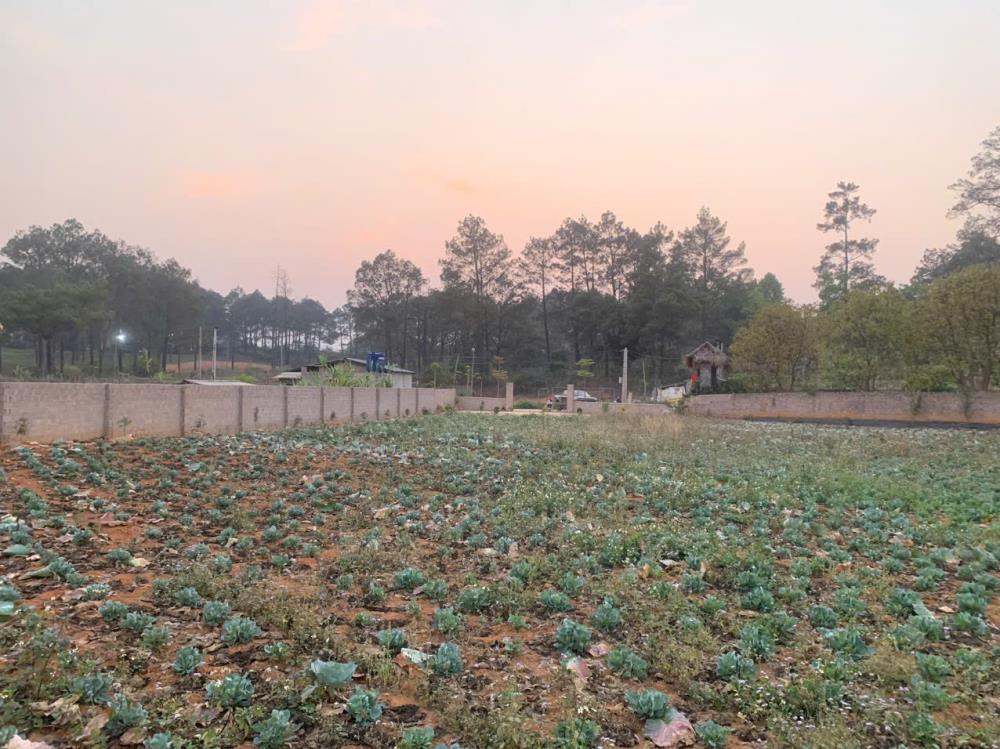 2000 M2 FULL THỔ CƯ THÍCH HỢP LÀM HOME NGHỈ DƯỠNG2557980