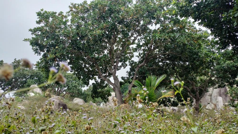 Bán trang trại view đẹp tại Xã Tân Lập, Hàm Thuận Nam, Bình Thuận, 30 tỷ, 225000 m22521274
