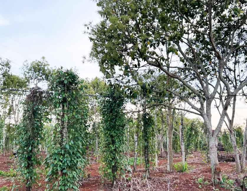 CƠ HỘI ĐẦU TƯ – NGAY LÔ ĐẤT 1.3HA GIÁ CHỈ 690 TRIỆU/SÀO! CUÔR ĐĂNG GIÁP HÒA THUẬN-BUÔN MATHUỘT - ĐĂK LĂK2529517