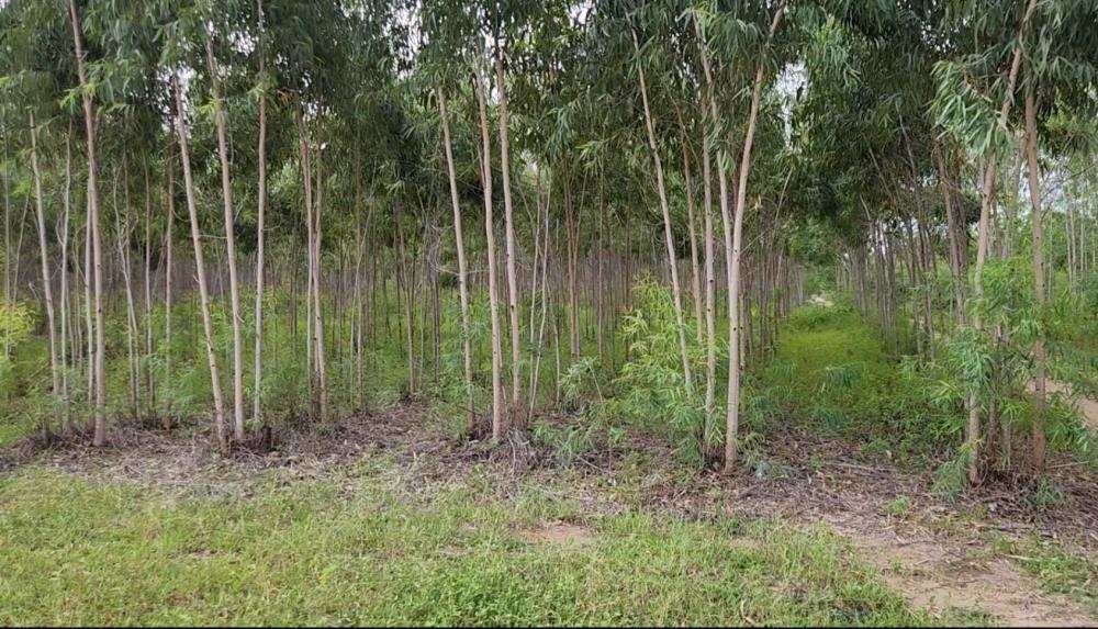 Chính Chủ Bán 2,263m2 Đất Bạch Đàn Tại Đường số 24, Xã Tân Xuân, Huyện Hàm Tân2509726