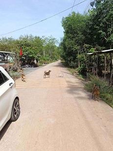 Chính chủ bán 929m2 đất tại Tân Định, Bắc Tân Uyên - Sẵn thổ cư.2446202
