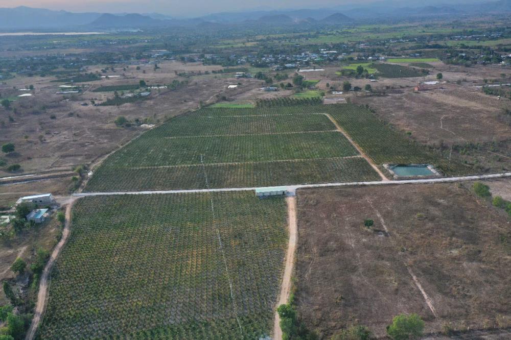 Bán vườn thanh long ruột đỏ, Khu vực đá quý Xã Hồng Liêm, Huyện Hàm Thuận Bắc, Bình Thuận2428574