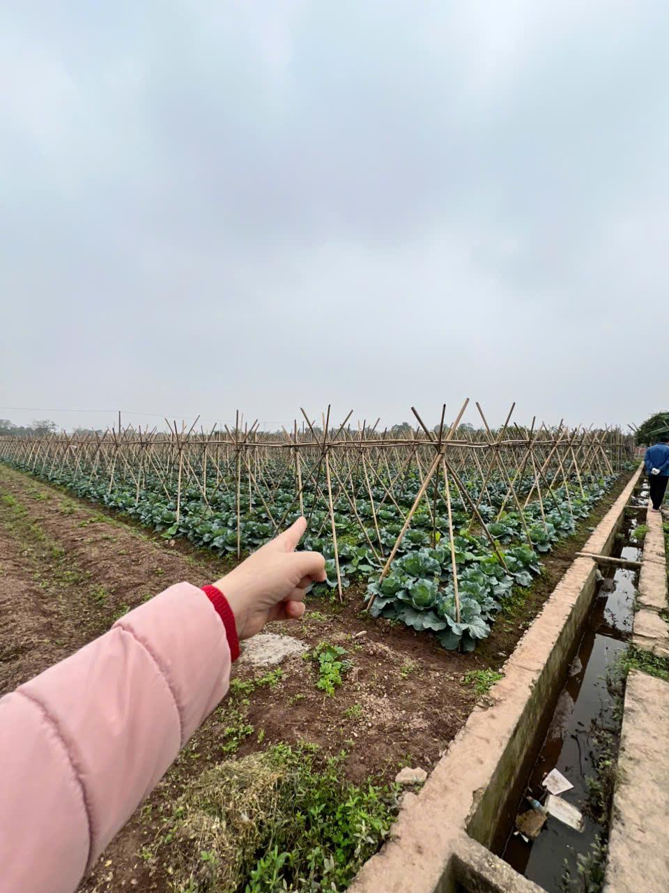 Đất Nông Nghiệp- Giá Siêu Rẻ- Cần Bán Nhanh Lô Đất Vị Trí Đắc Địa Tại Song Phương, Hoài Đức, Hà Nội2555575