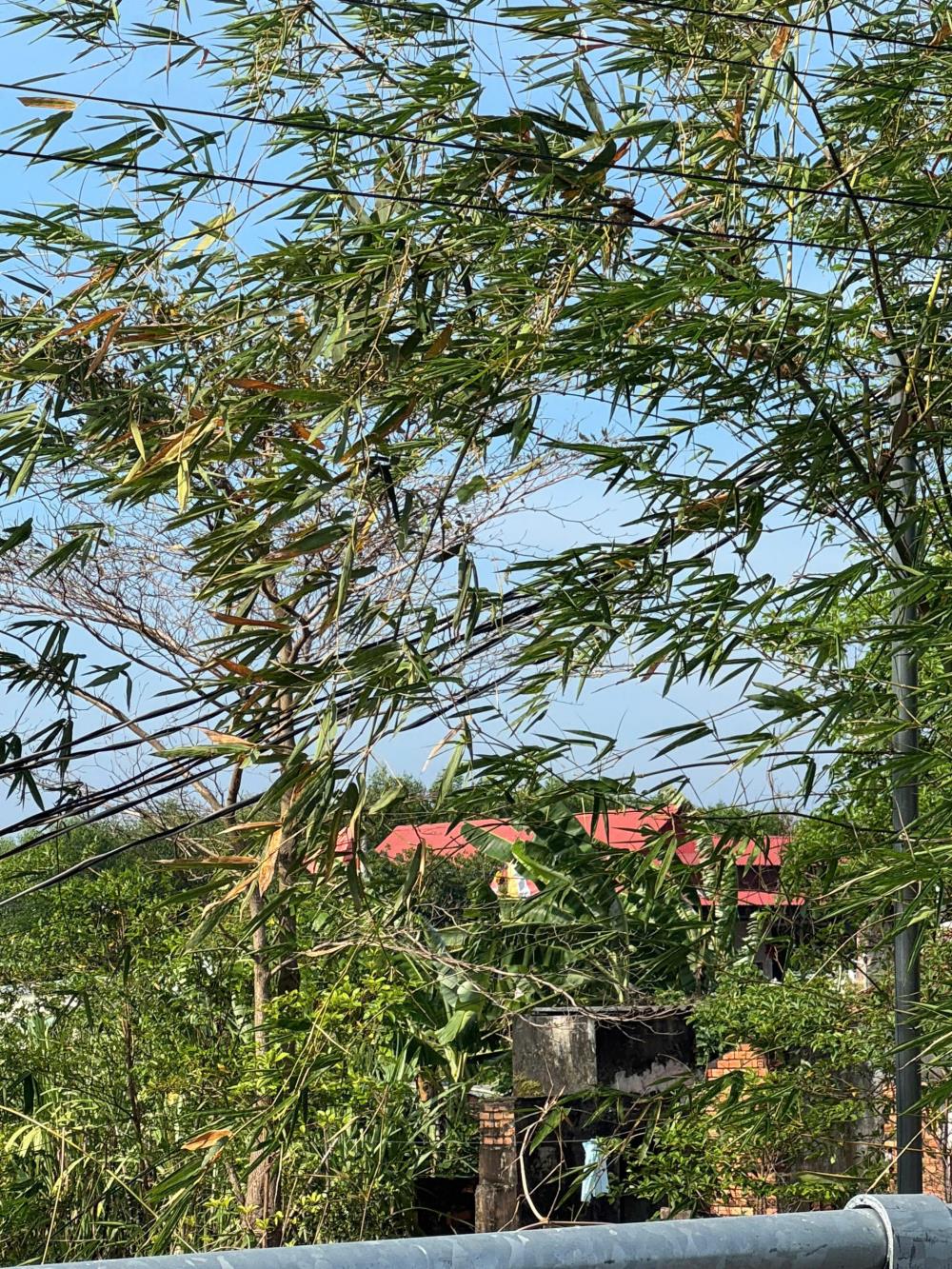 CHÍNH CHỦ CẦN BÁN LÔ ĐẤT ĐẸP TẠI ẤP 3, HÒA HỘI, MỘC XUYÊN BÀ RỊA- VŨNG TÀU2603147