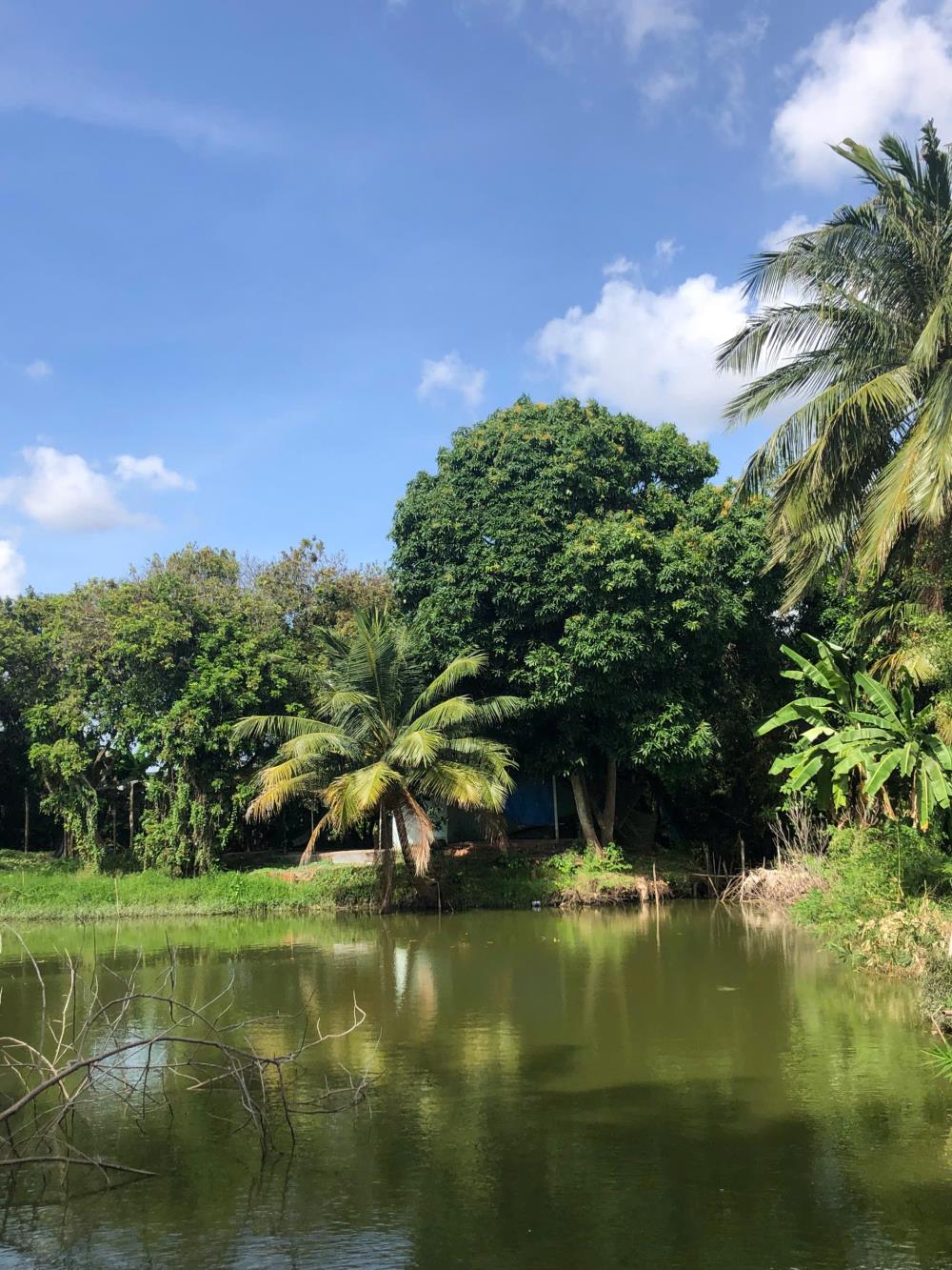 CHÍNH CHỦ CẦN CHO THUÊ  ĐẤT HƠN 8000m2 TẠI CỒN KHƯƠNG - CÁI KHẾ - NINH KIỀU - TP CẦN THƠ2485111