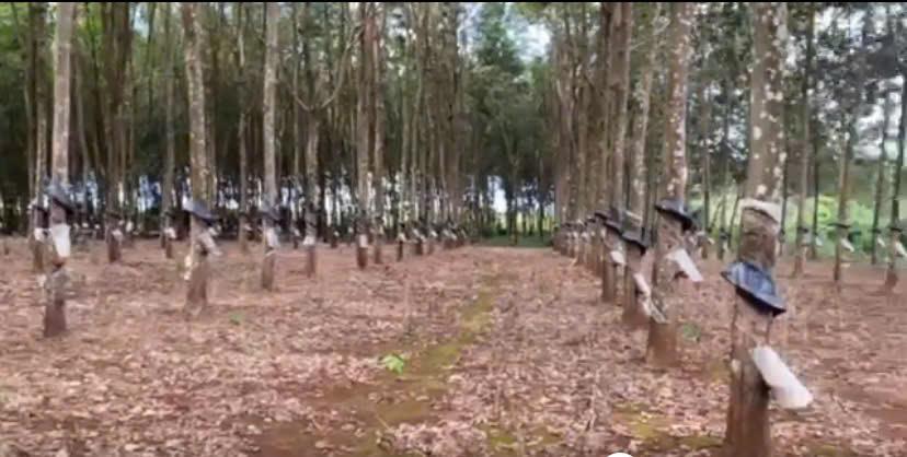 Cần Bán 02 Lô Đất Đỏ Bazan Chính Chủ Tại Ia Bòong, Huyện Chư Prông, Gia Lai2536202