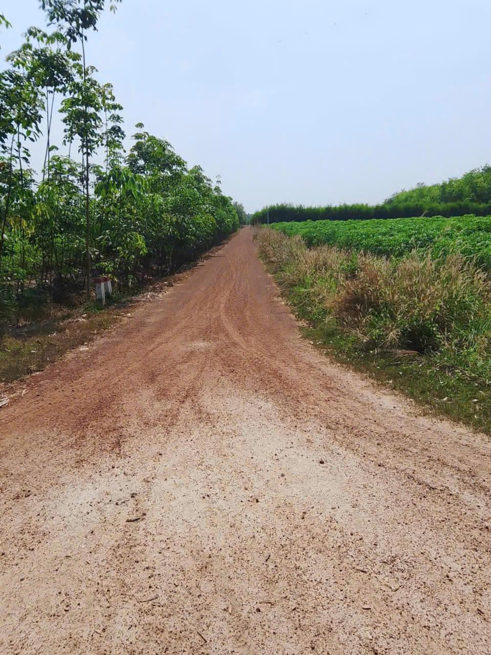 CHÍNH CHỦ CẦN BÁN ĐẤT VƯỜN Tại XÃ SUỐI DÂY - H. TÂN CHÂU - TỈNH TÂY NINH2593536