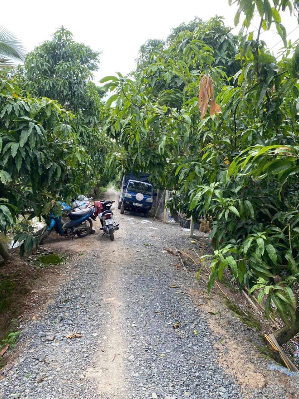 Bán 3555m2 (hơn 3.5 công) Đất Chuyên Trồng Lúa Nước Đã Lên Liếp Trồng Xoài Đang Cho Trái Cao Lãnh2361322