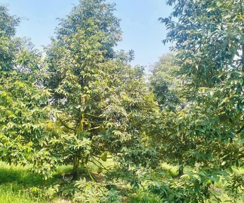 HÓT! HÓT! HÓT ! ĐẤT ĐẸP - GIÁ YÊU THƯƠNG -  Vị Trí Tại : Hiệp Đức  - Cai Lậy - Tiền Giang2542381