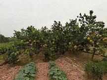 CHÍNH CHỦ ĐẤT ĐẸP - GIÁ TỐT - Vị Trí Đắc Địa Tại Xã Phú Thành, Huyện Lạc Thuỷ, Hoà Bình2605482