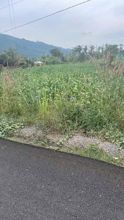 CHÍNH CHỦ Cần Bán Đất Mặt Tiền Đường Nhựa Phượng Vỹ Tại Xã Suối Cao, Xuân Lộc, Đồng Nai2324926