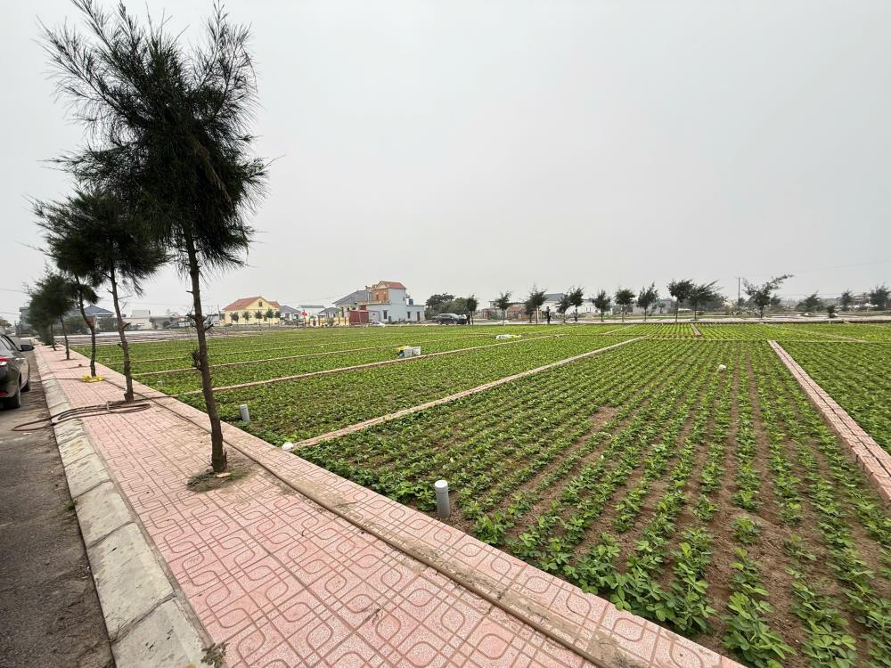 Bán đất thị trấn quất lâm gần quảng trường 90m2 chỉ nhỉnh 1 tỷ2650717
