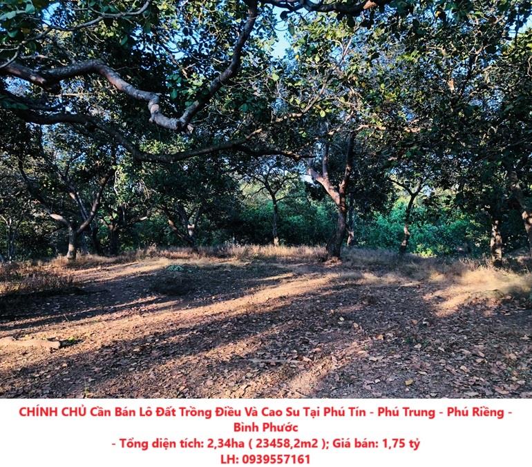 CHÍNH CHỦ Cần Bán Lô Đất Trồng Điều Và Cao Su Tại Phú Tín - Phú Trung - Phú Riềng - Bình Phước2388336